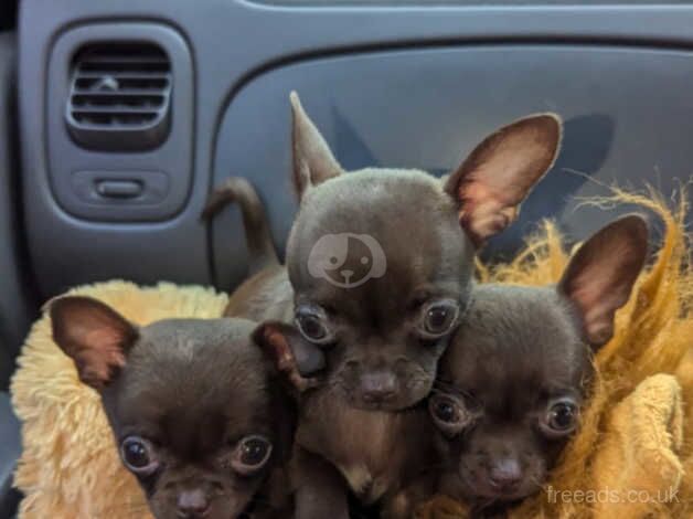 Chihuahua Puppies for sale in West Midlands