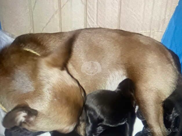 Chihuahua Puppies for sale