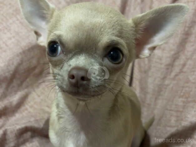 1 Year old Cream chihuahua female for sale in Lincoln, Lincolnshire