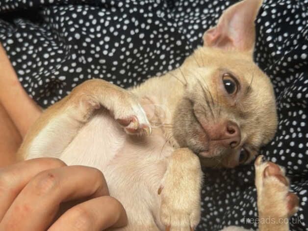 Chihuahua Puppies for sale in Lincolnshire