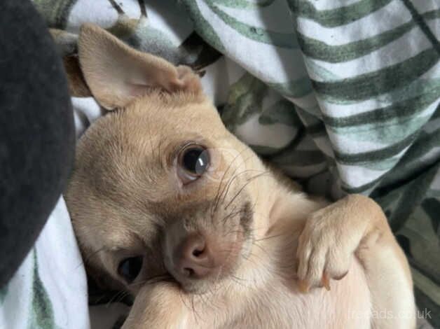 Chihuahua Puppies for sale