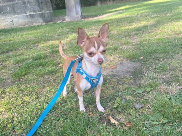 11 month old chihuahua puppy boy for sale in Rotherham, South Yorkshire - Image 1