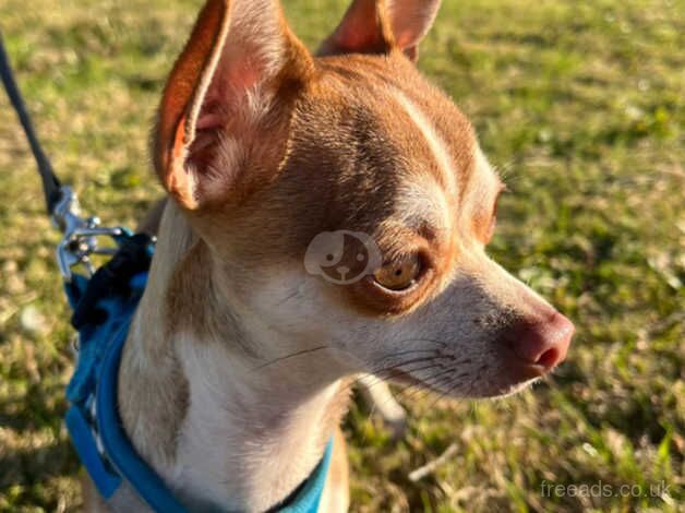 Chihuahuas for sale in Rotherham, South Yorkshire