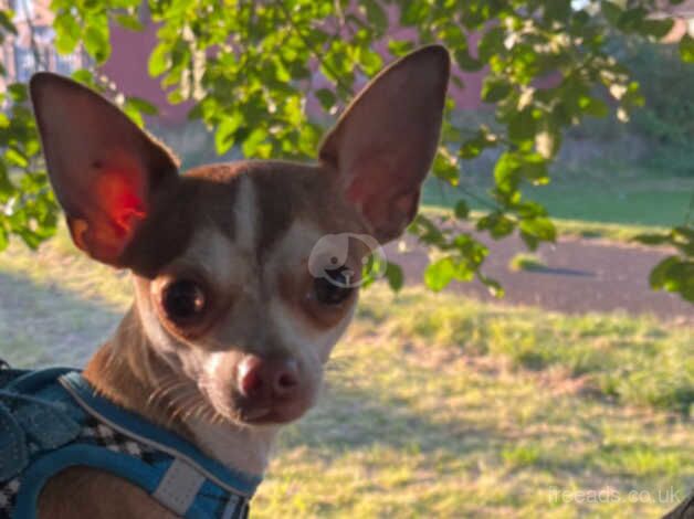 11 month old chihuahua puppy boy for sale in Rotherham, South Yorkshire - Image 3