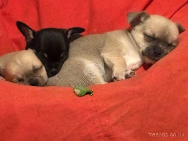 KC Registered Chihuahua Puppies for sale in Staffordshire