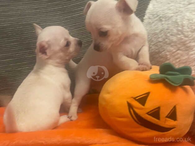 2 beautiful white chihuahua puppies for sale in Bristol, Bristol