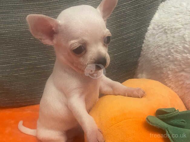 2 beautiful white chihuahua puppies for sale in Bristol, Bristol - Image 2