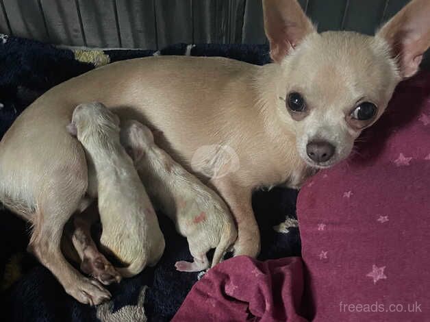 2 beautiful white chihuahua puppies for sale in Bristol, Bristol - Image 3