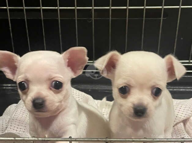 Chihuahua Puppies for sale