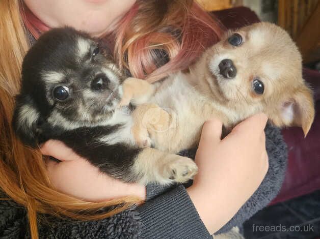 2 boys 1 girl long haired chihuahua for sale in Lampeter, Carmarthenshire - Image 1