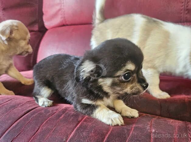 Chihuahuas for sale in Lampeter, Carmarthenshire