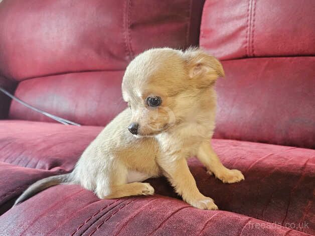 Chihuahua Puppies for sale in Carmarthenshire