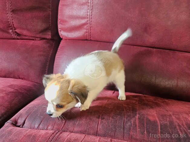 Chihuahua Puppies for sale