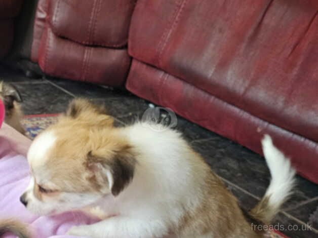 2 boys 1 girl long haired chihuahua for sale in Lampeter, Carmarthenshire - Image 5