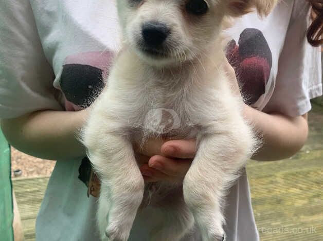 3 chihuahua for sale in Derby, Derbyshire