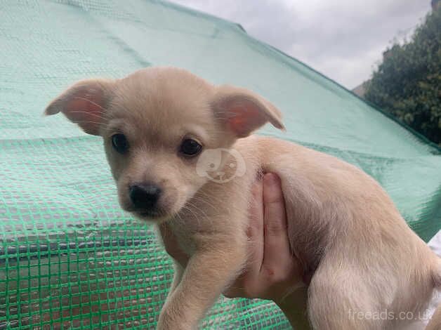 Chihuahuas for sale in Derby, Derbyshire