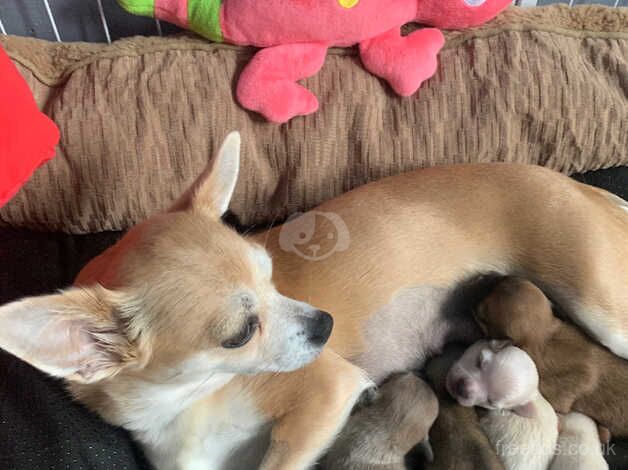 Chihuahua Puppies for sale in Derbyshire