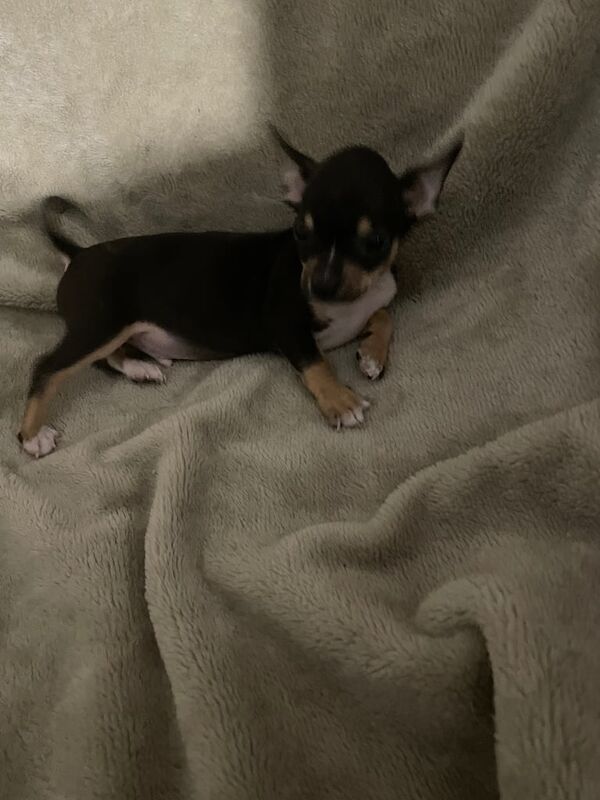 2 chihuahua puppies 800 ono for sale in Arbroath, Angus