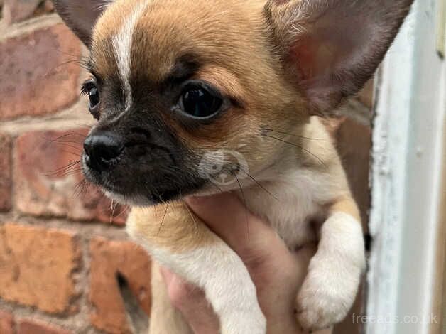 2 chihuahua puppies for sale in Jedburgh, Scottish Borders - Image 1