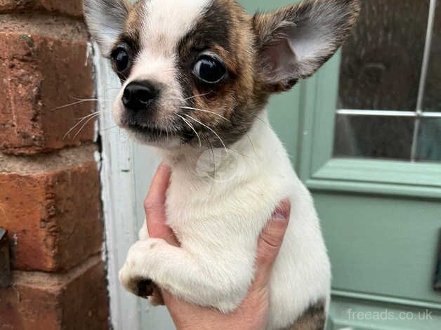 2 chihuahua puppies for sale in Jedburgh, Scottish Borders - Image 2