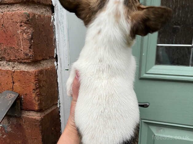 2 chihuahua puppies for sale in Jedburgh, Scottish Borders - Image 3