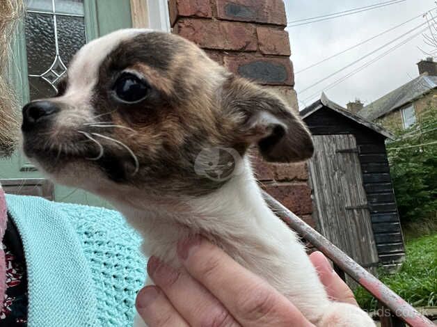 2 chihuahua puppies for sale in Jedburgh, Scottish Borders - Image 4