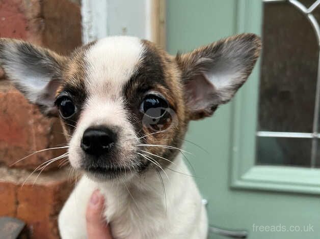 2 chihuahua puppies for sale in Jedburgh, Scottish Borders - Image 5