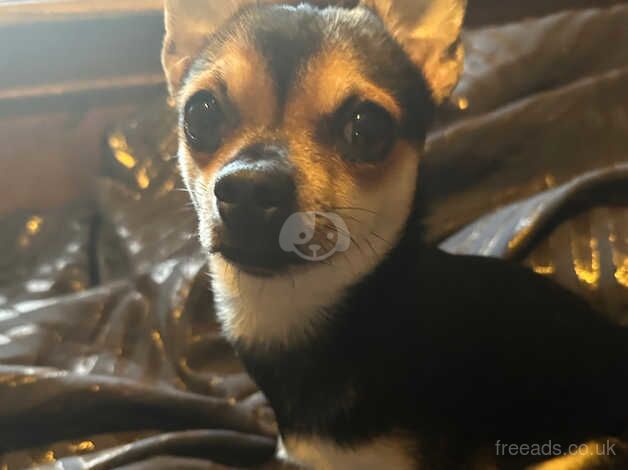 2 chihuahua s for sale in Chester-Le-Street, County Durham - Image 2