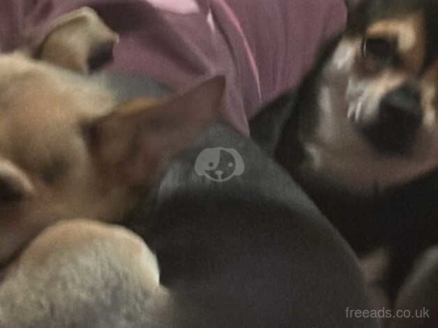 2 chihuahua s for sale in Chester-Le-Street, County Durham - Image 3