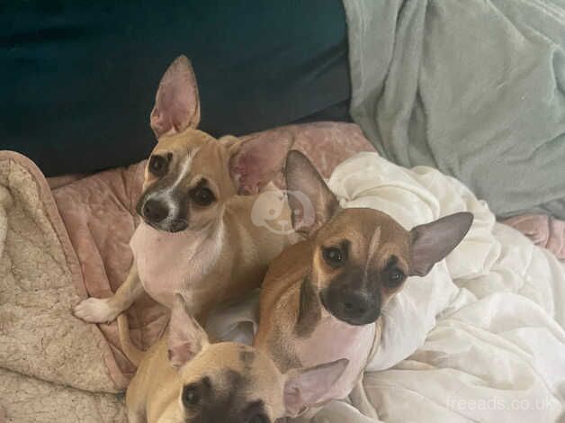 2 fawn/tan chihuahua pups 20 weeks for sale in Greenwich, London