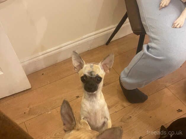 Chihuahua Puppies for sale in London