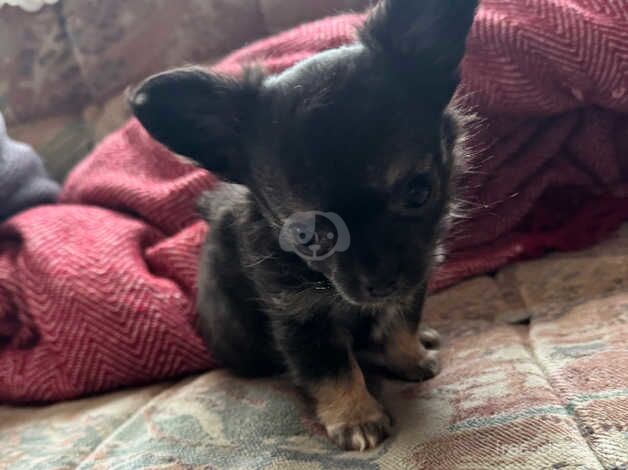 2 female chihuahuas for sale in Brigg, Lincolnshire - Image 2