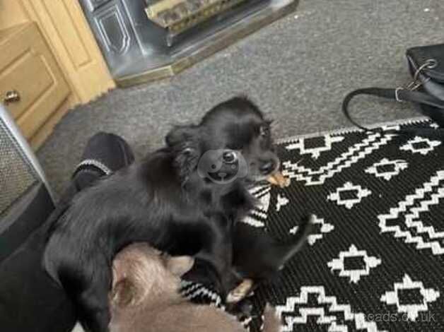 Chihuahua Puppies for sale in Lincolnshire