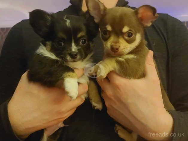 2 Male Chihuahua puppies for sale in Dundee, Dundee City - Image 1