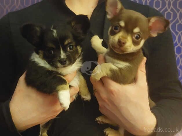 2 Male Chihuahua puppies for sale in Dundee, Dundee City - Image 2