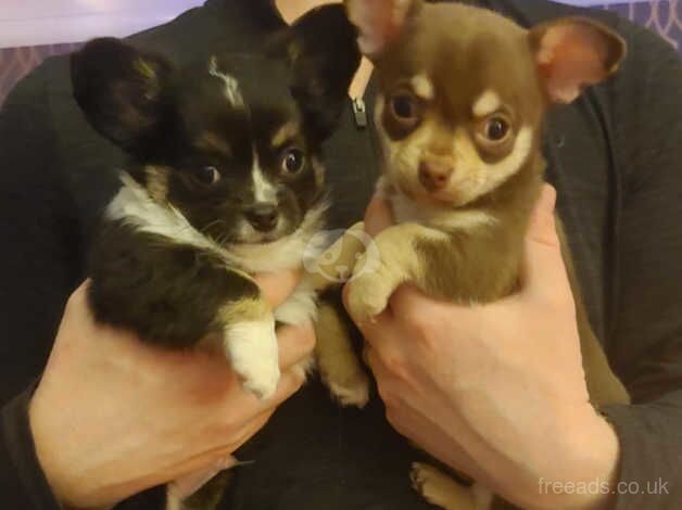 2 Male Chihuahua puppies for sale in Dundee, Dundee City - Image 3