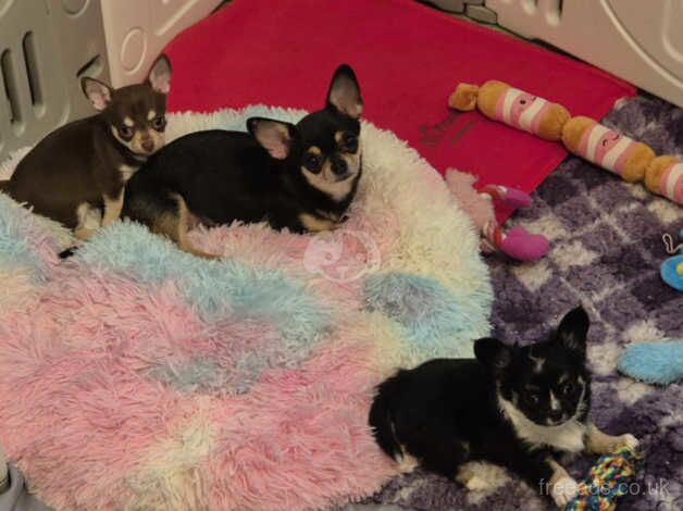 2 Male Chihuahua puppies for sale in Dundee, Dundee City - Image 5