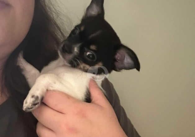 2 male chihuahuas for sale in Grantham, Lincolnshire