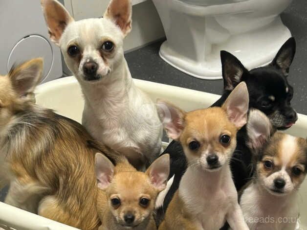 2 male chihuahuas for sale in Abbots Langley, Hertfordshire