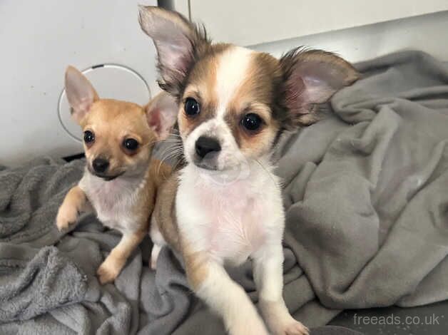 Chihuahuas for sale in Abbots Langley, Hertfordshire