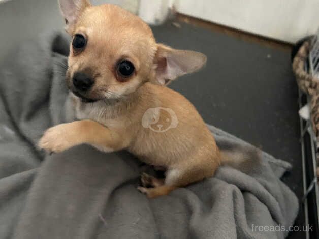 Chihuahua Puppies for sale in Hertfordshire