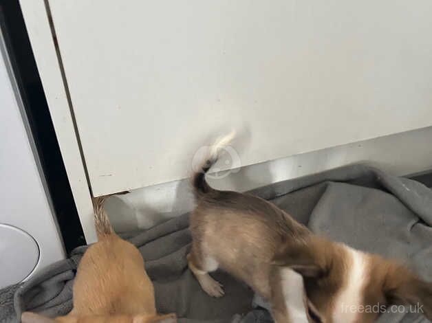 Chihuahua Puppies for sale