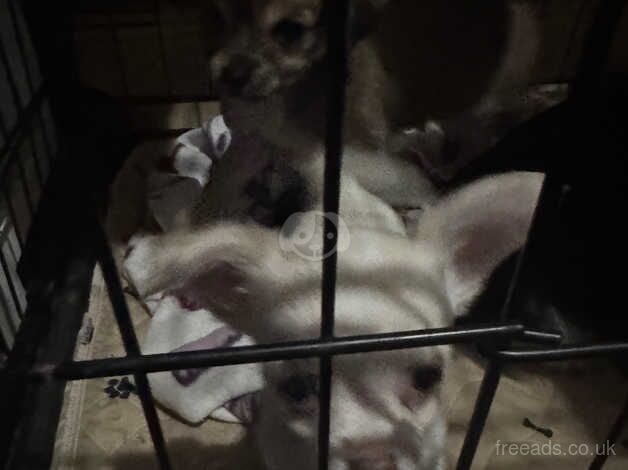 Chihuahua Puppies for sale in Lancashire