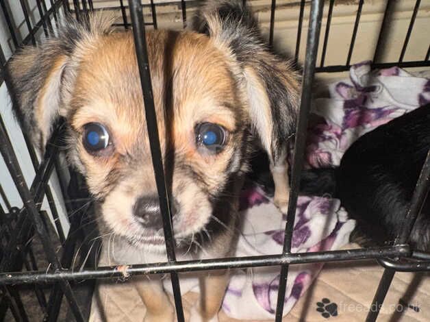 Chihuahua Puppies for sale