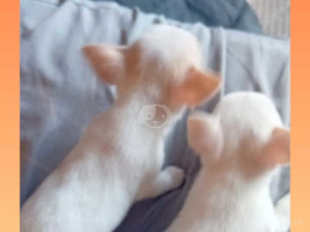 2 miniature tea cup chihuahuas boy and girl for sale in Peterborough, Cambridgeshire - Image 1