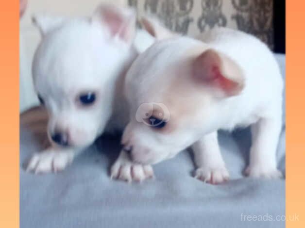 2 miniature tea cup chihuahuas boy and girl for sale in Peterborough, Cambridgeshire - Image 2