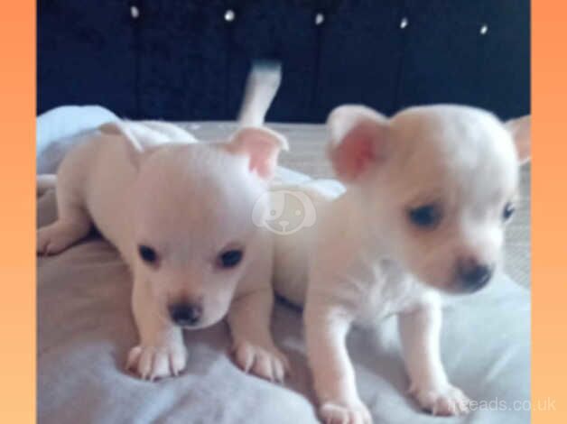 2 miniature tea cup chihuahuas boy and girl for sale in Peterborough, Cambridgeshire - Image 3