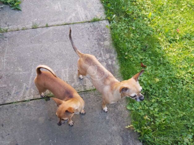 2 sister chihuahuas to go together for sale in Mirfield, West Yorkshire - Image 1