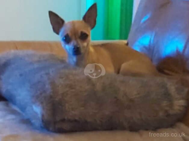 2 sister chihuahuas to go together for sale in Mirfield, West Yorkshire - Image 2