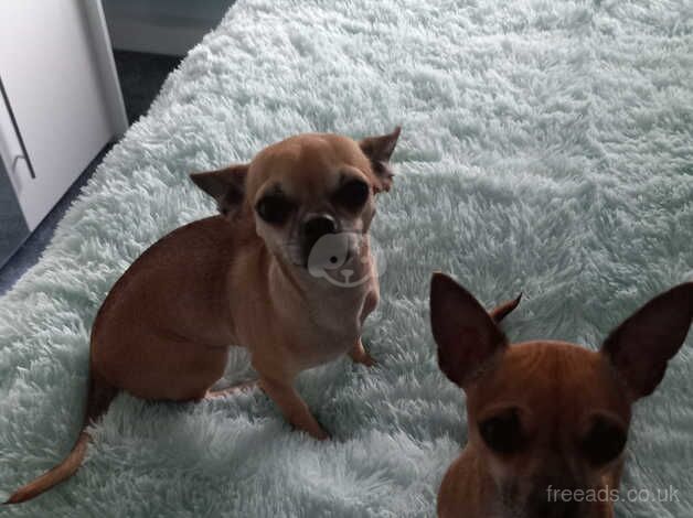 Chihuahua Puppies for sale in West Yorkshire